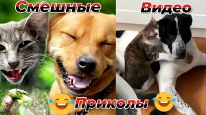 Смешные видео приколы|Коты и собаки