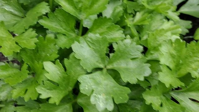 Обзор растений , высаженных на рассаду. 21.06.