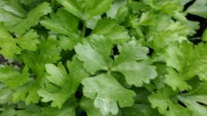 Обзор растений , высаженных на рассаду. 21.06.