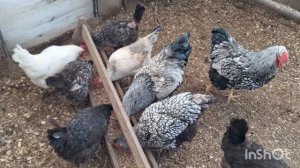 Мои куры. Собираю яйцо на инкубацию.