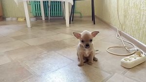 Щенки чихуахуа от моего пса/Эффект нейросети/Простая жизнь/Провинция/Россия 🇷🇺