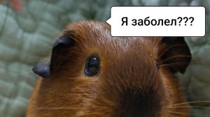 МОРСКАЯ СВИНКА ЧИХАЕТ - БОЛЕЗНЬ ЛИ ЭТО?/чих означает болезнь морской свинки?/Морская Свинка Орешек