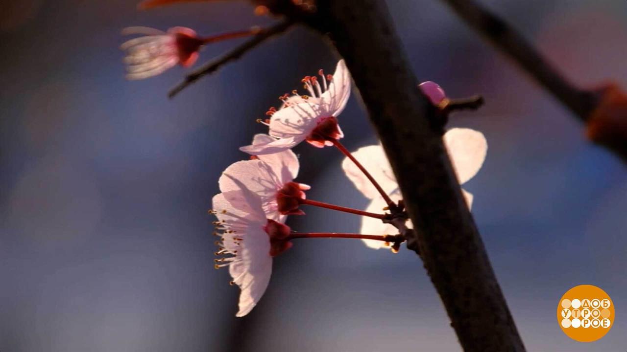 Не проспите весну! Доброе утро. Фрагмент выпуска от 02.03.2026 смотреть онлайн
