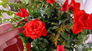 Девочка сердце обомлело  над такой красотой 😊🧚♂🙏❤купила сейчас вот такую красавицу розу!