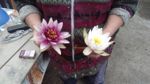 Пересадка Нимфей, кувшинок, водяных лилий в Пруды С Карпами