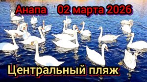 #Анапасегодня #центральныйпляж #море #пляж #солнечныйдень #речкаанапка #лебеди 02-03-2026