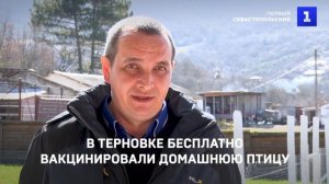 В Терновке бесплатно вакцинировали домашнюю птицу