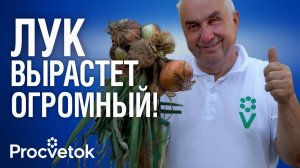 ЛУК, посаженный так осенью, ОЧЕНЬ удивит вас урожаем!