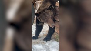 Подозреваемый в незаконном хранении оружия содержал в клетках диких животных