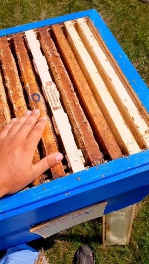 Один из способов как заставить семью зайти в магазин. #bee#Honey#beekeeping#Мёд#Рамкамёда#магазин#