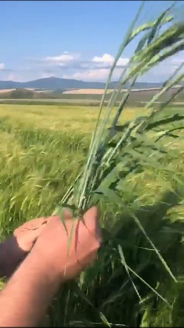 Продаю готовый бизнес, Агро предприятие в Алтайском крае+79039495791, звоните