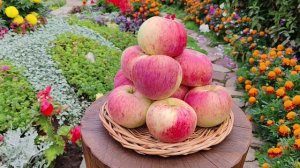 Орловим - сорт яблони