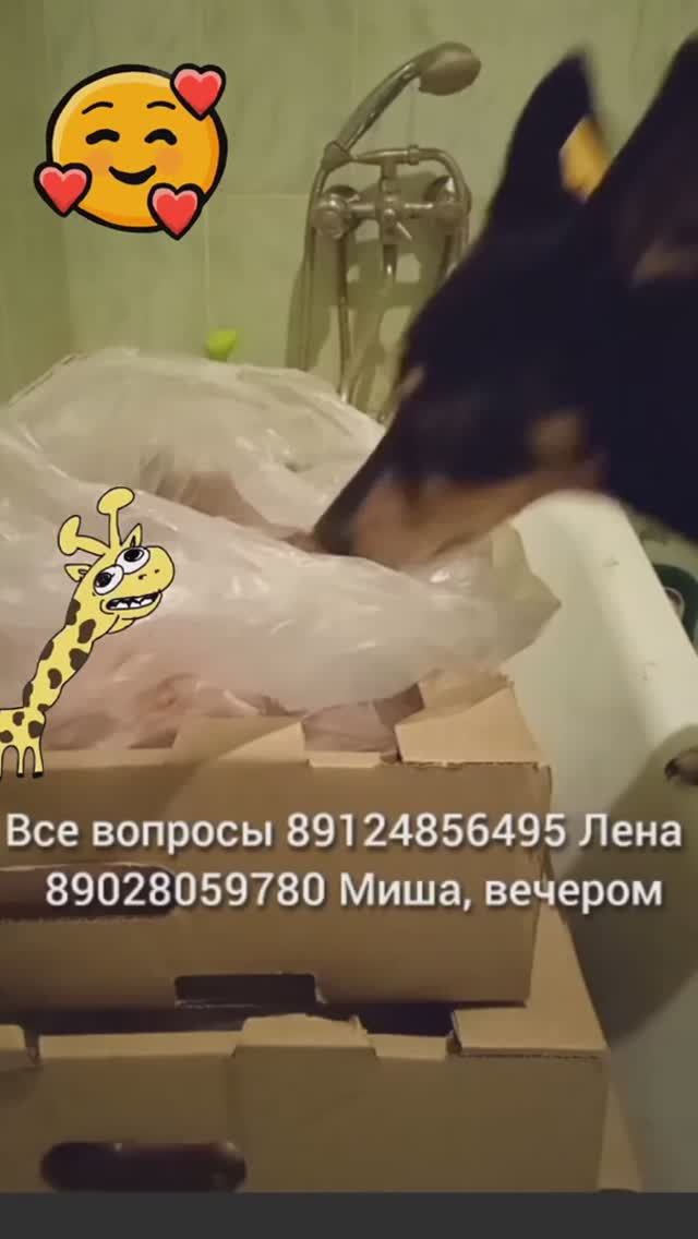 Содержащиеся у нас собаки это очень любят как в свежем так и в вареном виде