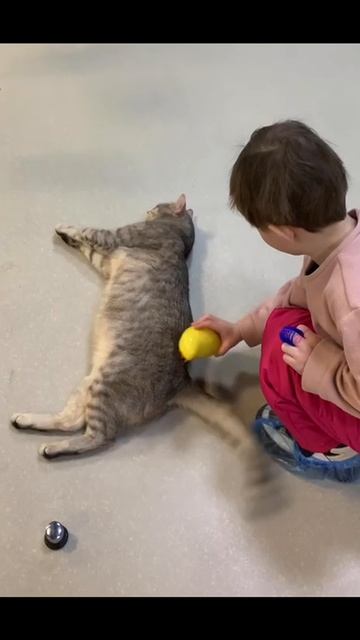 Все будет замурчательно