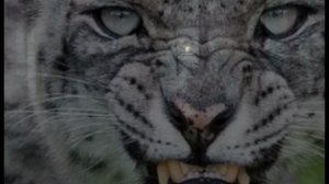 Бой с барсом.Мцыри.
М лермонтов