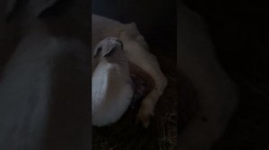 обзор жителей