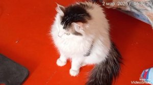 Мариуполь 🏙️🐈🐈🐈💻🕘