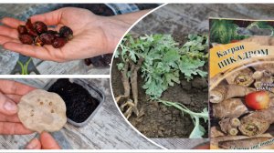 Посеяла баклажаны и базилик. Купила отличный шиповник. Кермек заменитель хрена