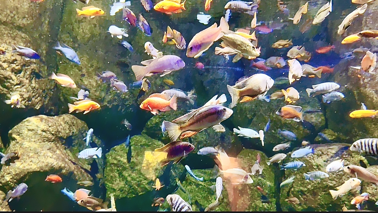 Москвариум. Часть 6