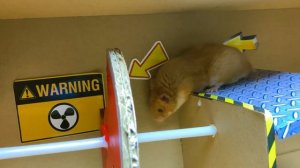 Приключения хомяка в лабиринте с акулами в «Истории хомяка»