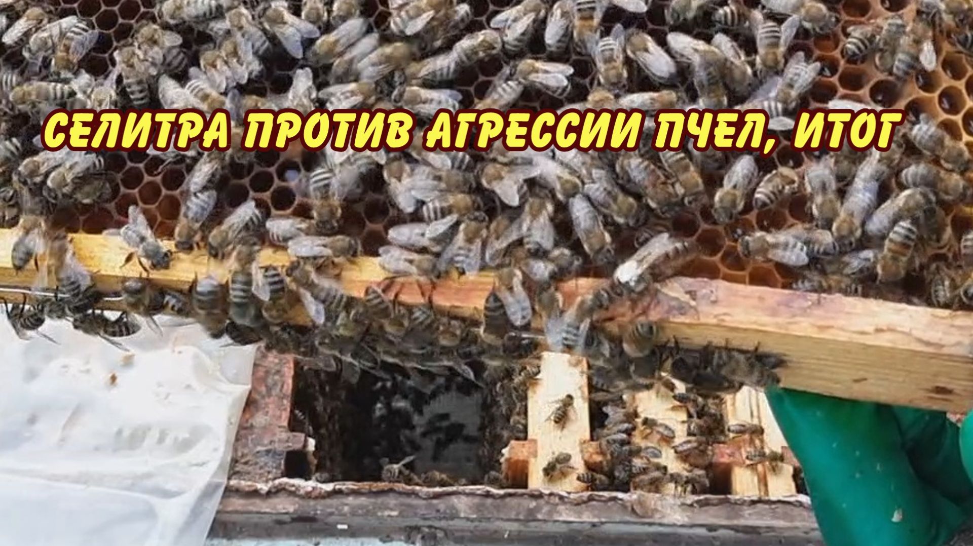 селитра против агрессии пчел, пару дней спустя