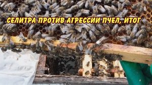 селитра против агрессии пчел, пару дней спустя