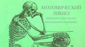 Анатомический ликбез - Пищеварительная система. Двенадцатиперстная кишка