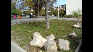 Ялта. Цветы в городе на старых фото