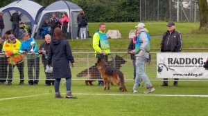 Ronaldo Du Val D’Anzin _ German Shepherd Dog show