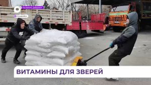 В Приморье готовятся к минеральной подкормке диких зверей