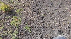 2.3.26.Юра посадил картошку