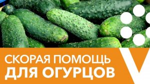 САМЫЕ ЧАСТЫЕ ПРОБЛЕМЫ ПРИ ВЫРАЩИВАНИИ ОГУРЦОВ. Отвечаем на вопросы в прямом эфире