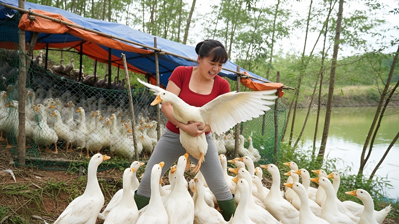 Продаю уток на рынке и покупаю новых утят для выращивания. Фуонг. Жизнь во Вьетнаме