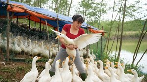 Продаю уток на рынке и покупаю новых утят для выращивания. Фуонг. Жизнь во Вьетнаме