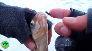 ВОЛОСЫ ВСТАЮТ ДЫБОМ КОГДА ТАКОЕ ВИДИШЬ. 🐟🐟🐟. . Ловля леща. Зимняя рыбалка 2026.