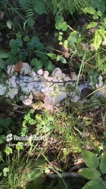 Ленобласть. Хвойное. 31.08.2024. Грибы-молодые трутовики на полене из березы