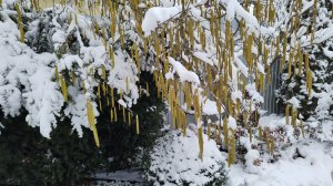 Прощай зима, да здравствует весна! Прогулка по саду 28.02.2026г. Как растения держат снеговой груз.