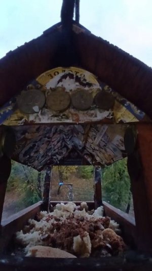 1000003651.mp4Кормушка.02.03.2026г.