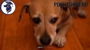 Основные ошибки воспитания собаки.