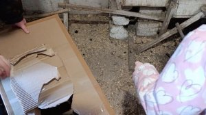 Мы привезли курочек домой