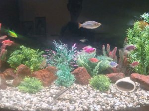 аквариумные рыбки 🐠