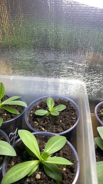 Эустома встречает весну, 1 марта 2026