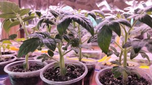 Рассада горшечных томатов. Томат "Балконный" смесь. 🍅