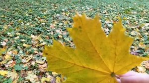 #красивая шикарная осень