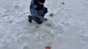 Поимки форели !!!