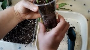 Сажаю укор черенки. Часть 2