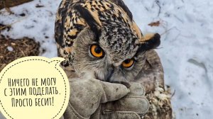 Сова Ёль и зеркальный тест. Выпустили снегиря в небо, а синицу оставили. Подарок Псу Кубику от Маши!