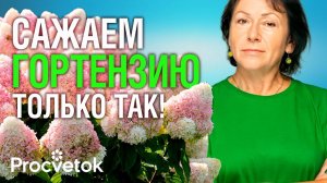 ГОРТЕНЗИЯ ЗАЦВЕТЕТ ОГРОМНЫМИ ШАПКАМИ после такой посадки осенью! Как посадить гортензию?