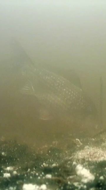 Карась в пруду. / Crucian carp in the pond. #shorts