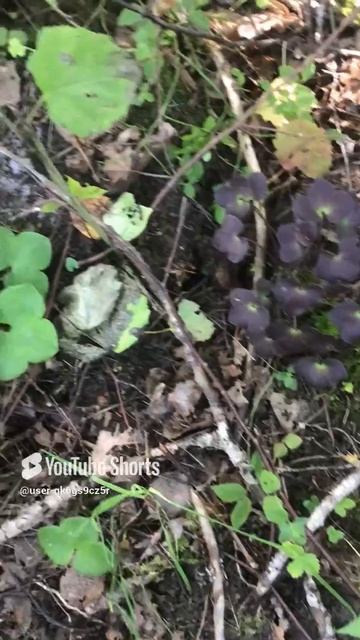 Ленобласть.Хвойное. 31.08.2024.Растение-Кислица, род однолетних трав, семейства Кисличные.